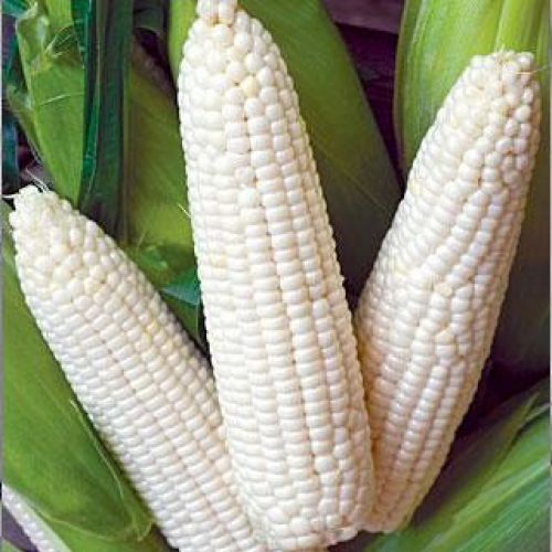 White Maize | 50+ Seeds | High Germination | Same Day Dispatch