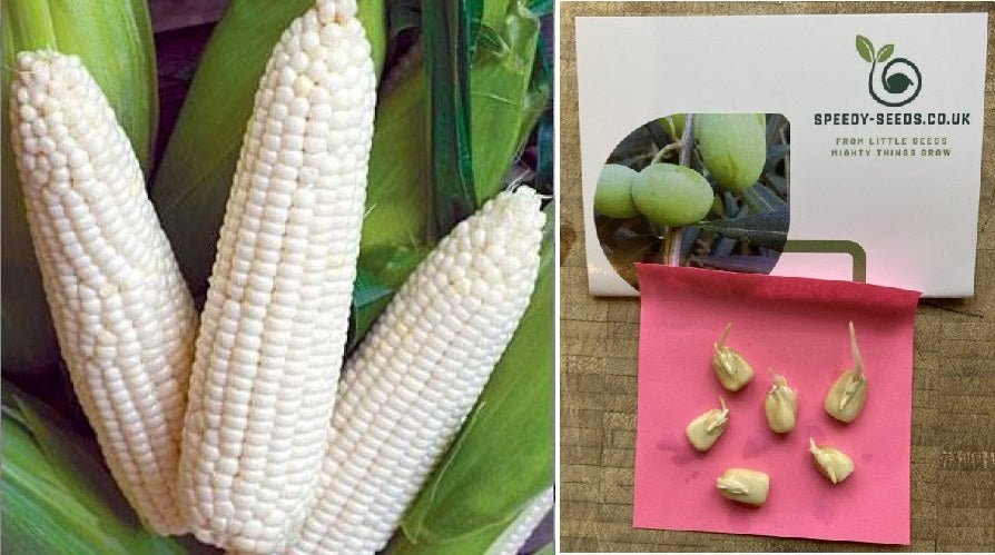 White Maize | 50+ Seeds | High Germination | Same Day Dispatch