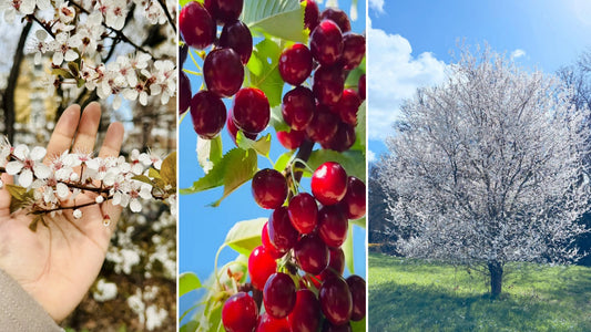 Cherry Tree seeds | Prunus Avium | 25+ seeds