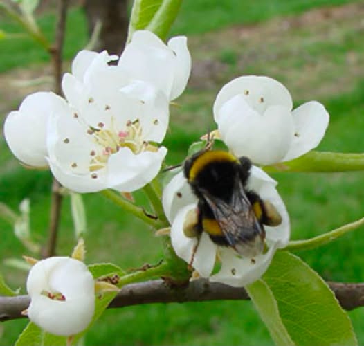 European Wild Pear | Pyrus Communis Caucasica | 25+ seeds