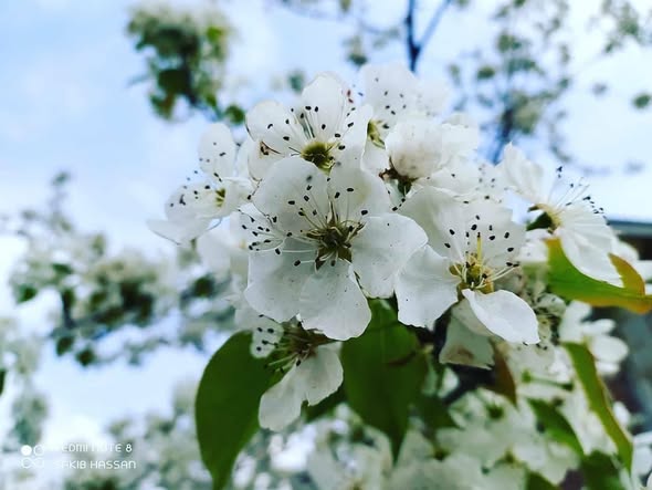 European Wild Pear | Pyrus Communis Caucasica | 25+ seeds