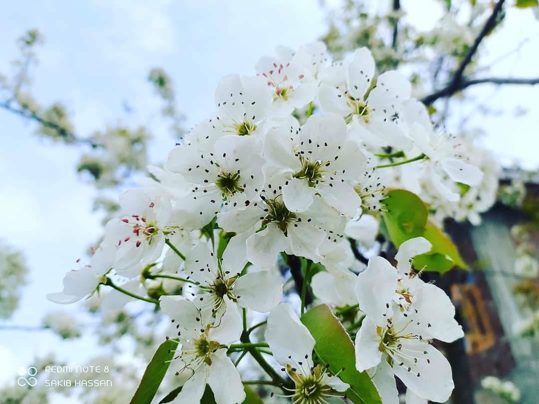 European Wild Pear | Pyrus Communis Caucasica | 25+ seeds