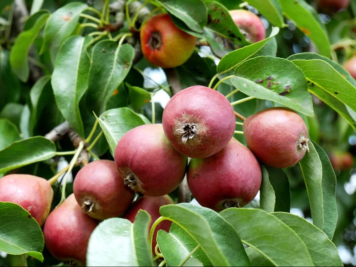 European Wild Pear | Pyrus Communis Caucasica | 25+ seeds