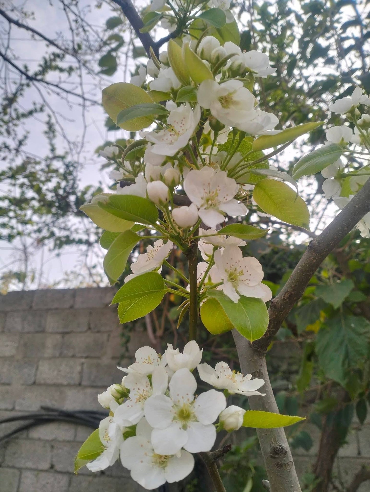 European Wild Pear | Pyrus Communis Caucasica | 25+ seeds
