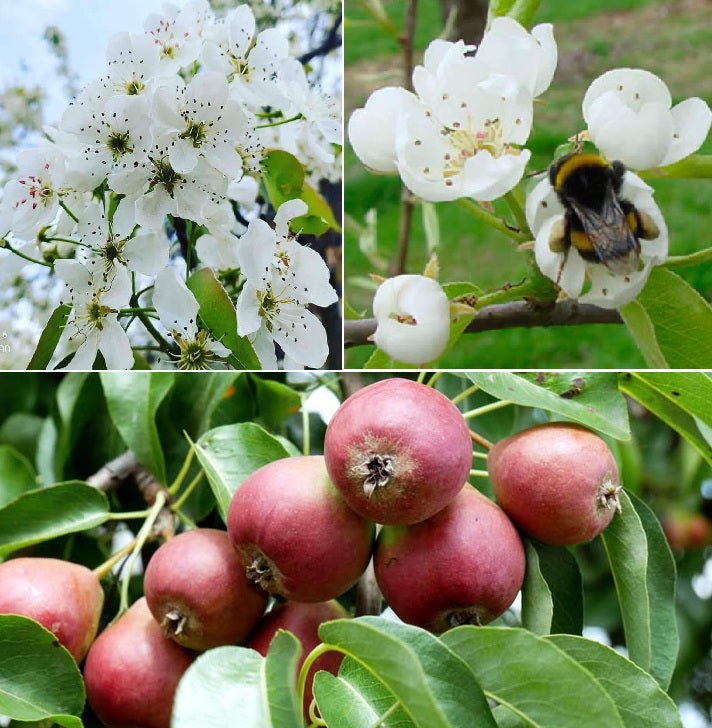 European Wild Pear | Pyrus Communis Caucasica | 25+ seeds