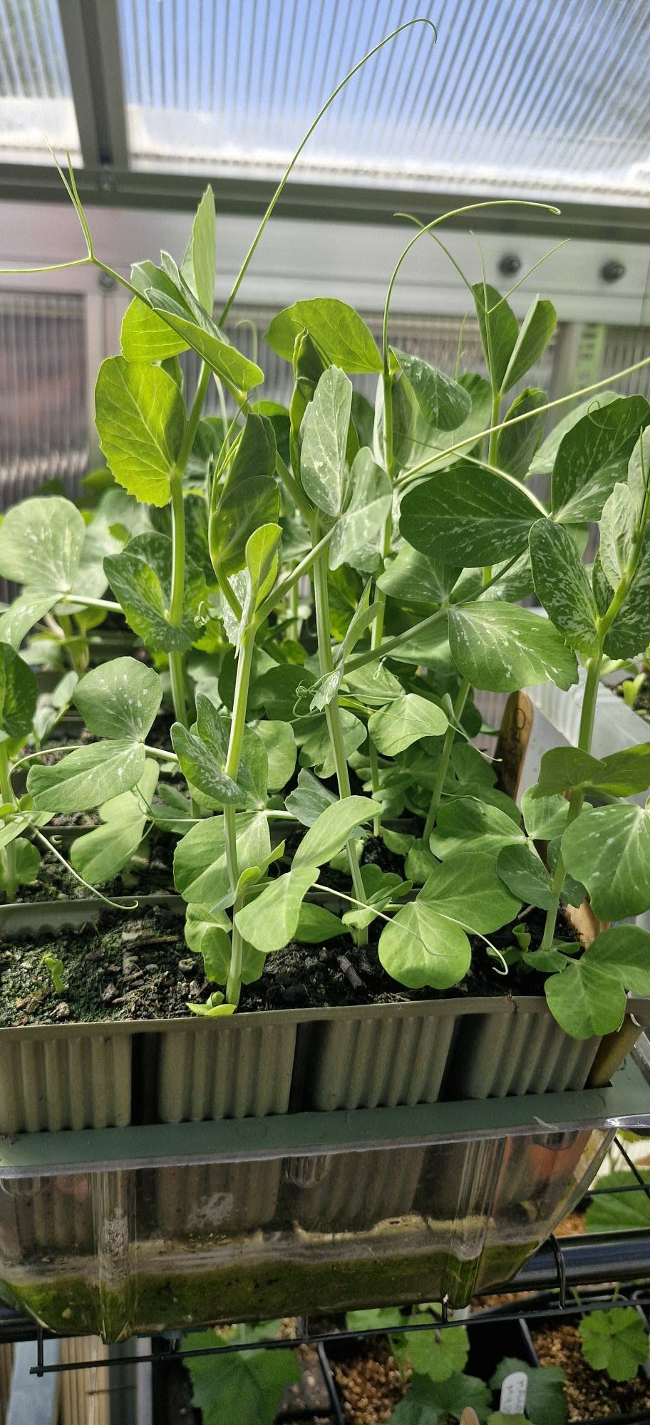 Winter Dwarf Garden Peas | Feltham First | 10 Seeds | Hardy Heirloom Variety