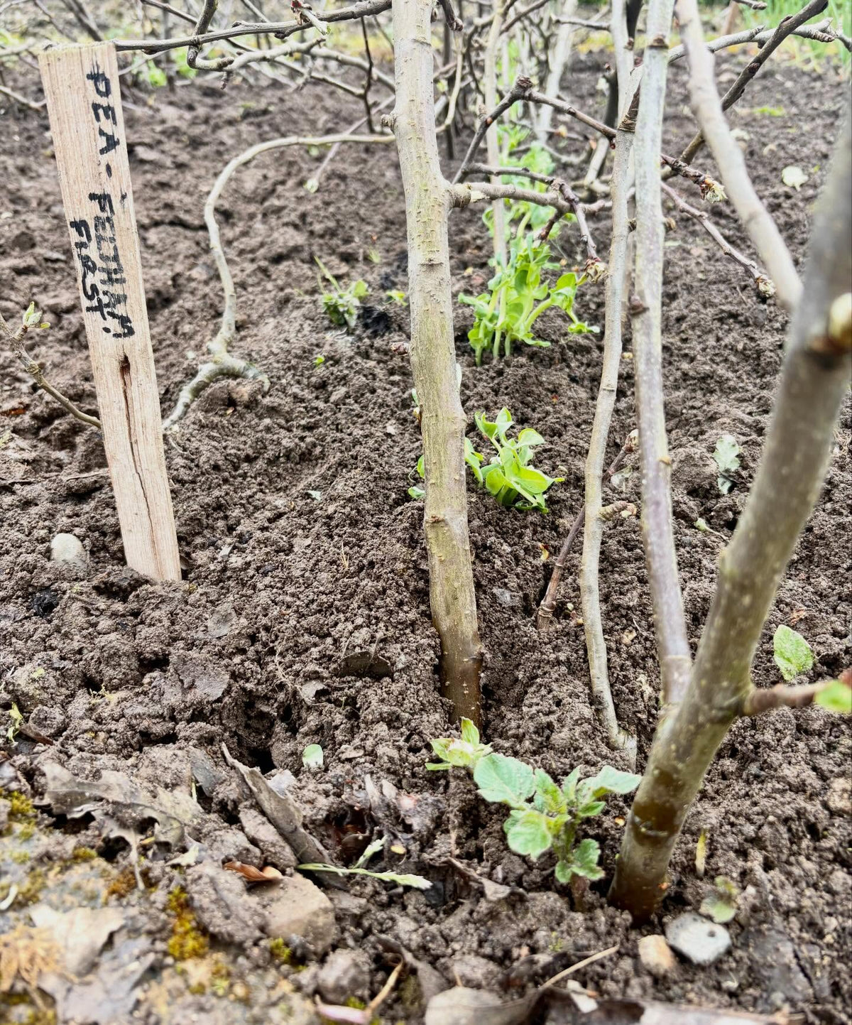 Winter Dwarf Garden Peas | Feltham First | 10 Seeds | Hardy Heirloom Variety