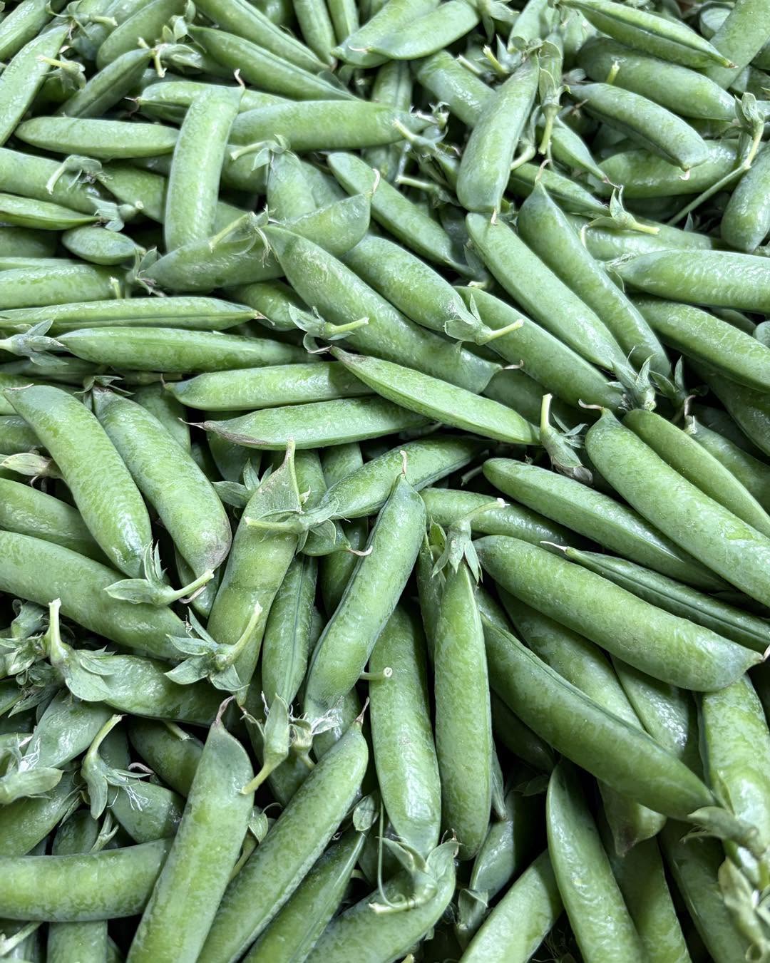 Winter Dwarf Garden Peas | Feltham First | 10 Seeds | Hardy Heirloom Variety