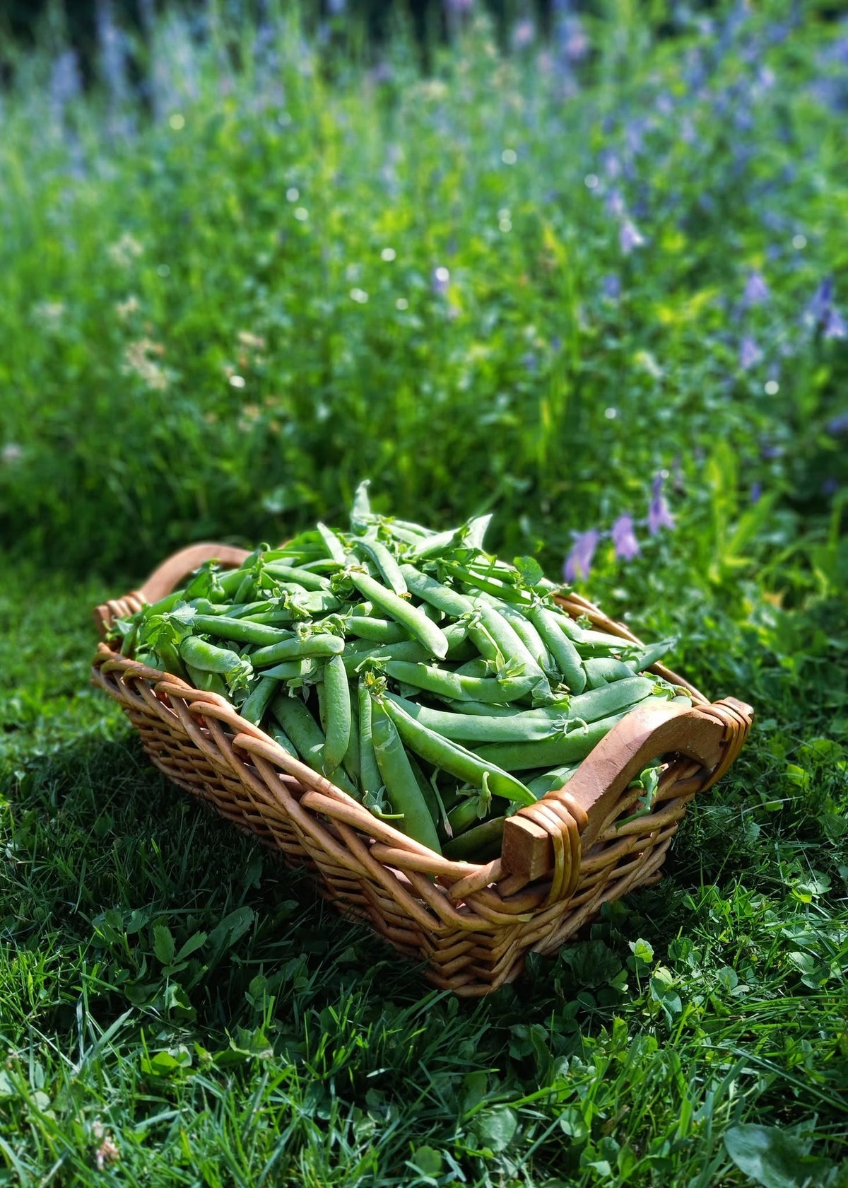 Winter Dwarf Garden Peas | Feltham First | 10 Seeds | Hardy Heirloom Variety