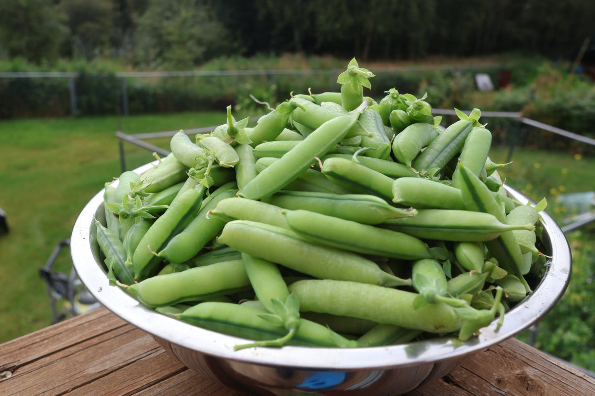 Winter Dwarf Garden Peas | Feltham First | 10 Seeds | Hardy Heirloom Variety