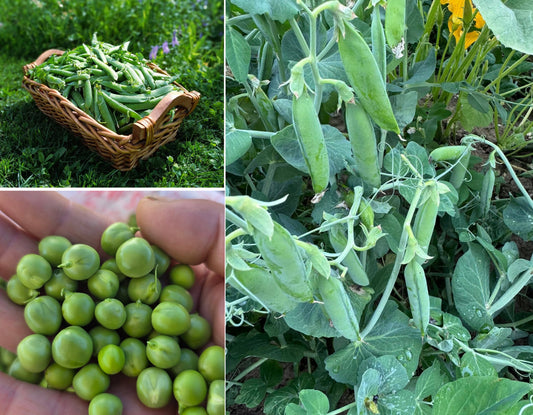 Winter Dwarf Garden Peas | Feltham First | 10 Seeds | Hardy Heirloom Variety