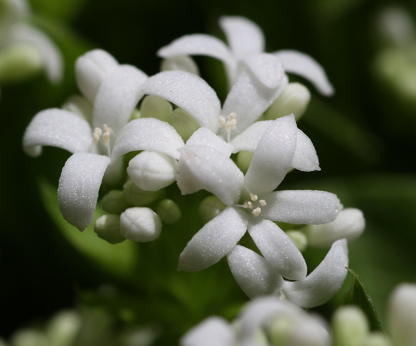 Sweet Woodruff | Asperula Odorata | 15+ seeds | Shade | Tea