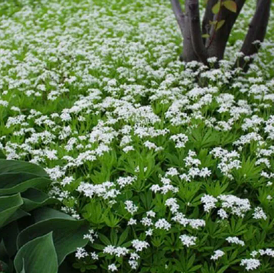 Sweet Woodruff | Asperula Odorata | 15+ seeds | Shade | Tea