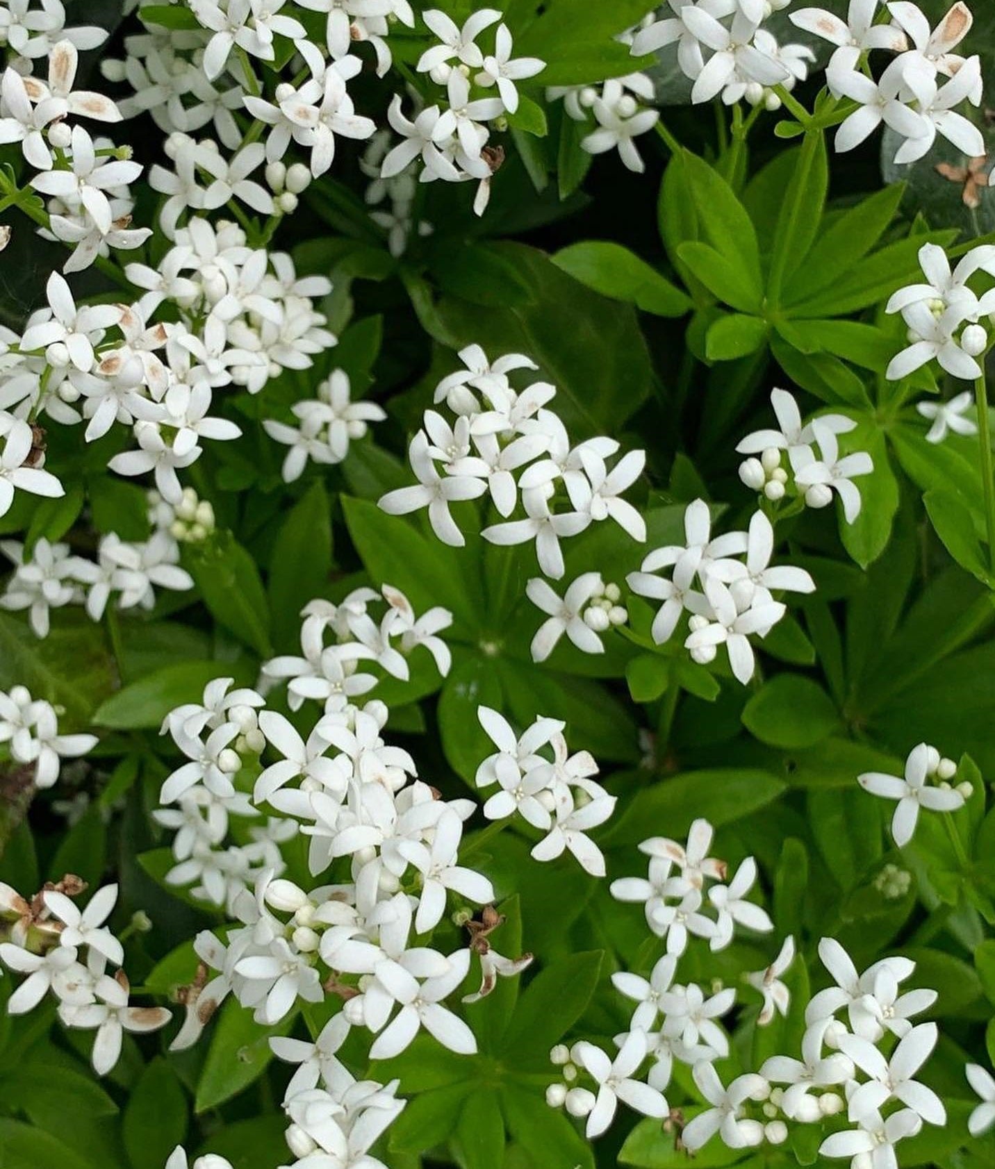 Sweet Woodruff | Asperula Odorata | 15+ seeds | Shade | Tea