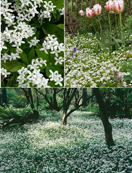 Sweet Woodruff | Asperula Odorata | 15+ seeds | Shade | Tea