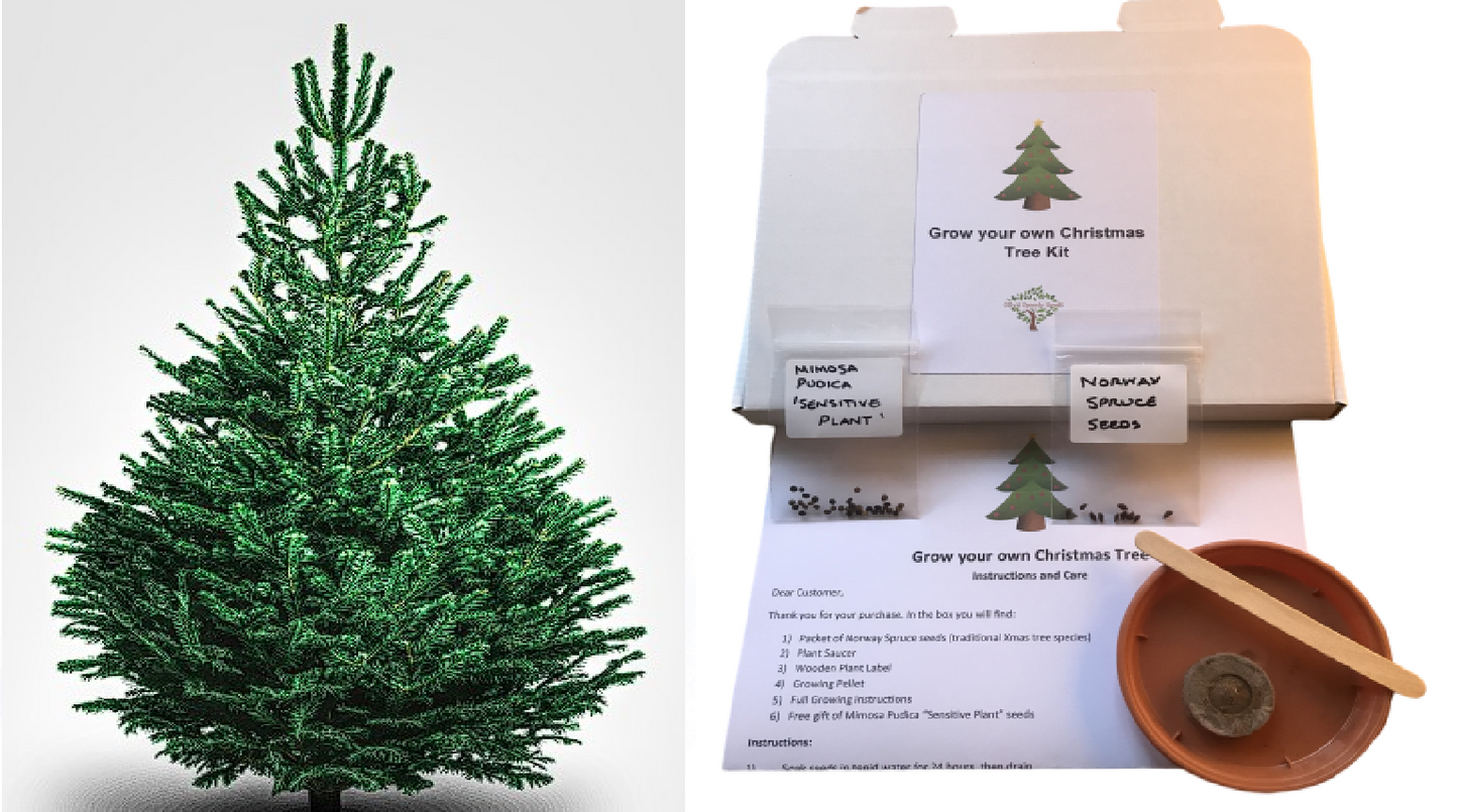 Grow your own Christmas Tree kit | Xmas idea | +FREE GIFT