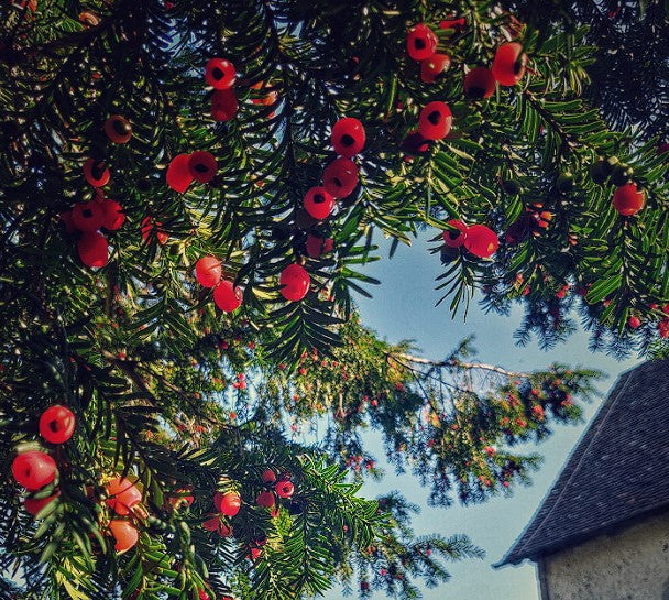 English Yew Tree | 10+ fresh seeds | Taxus Baccata | | Hedging