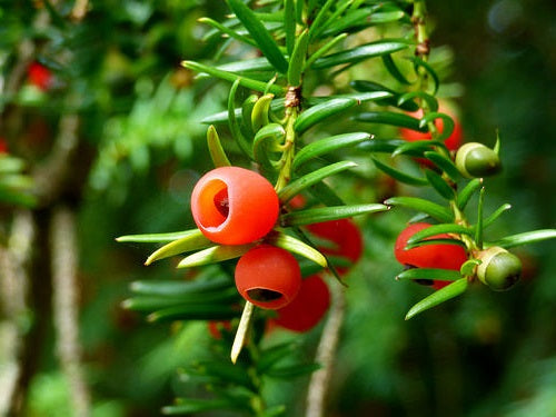 English Yew Tree | 10+ fresh seeds | Taxus Baccata | | Hedging