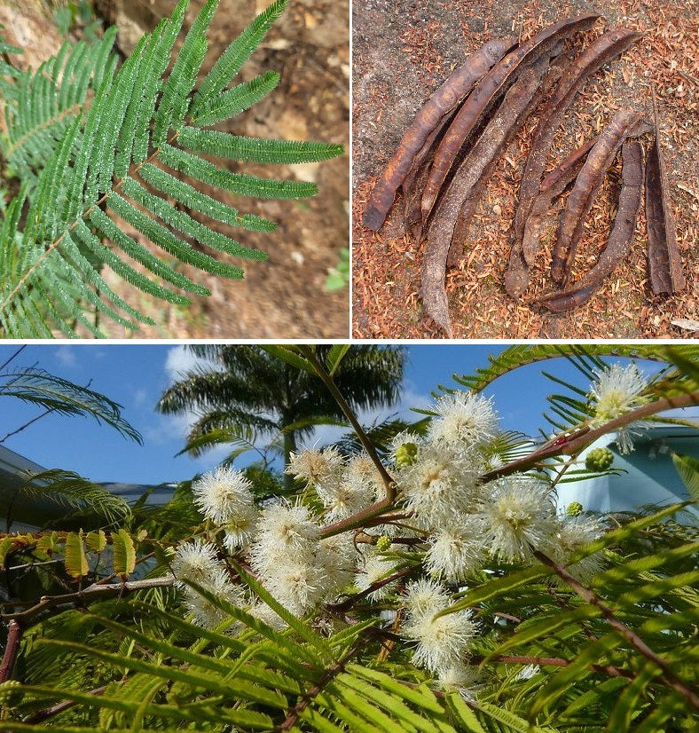 Yopo | 20+ seeds | Anadenanthera Peregrina | Jopo