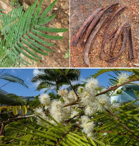 Yopo | 20+ seeds | Anadenanthera Peregrina | Jopo