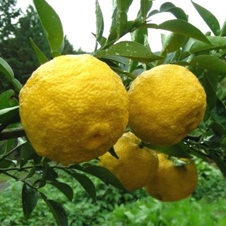 Japanese Yuzo (Citrus Junos) | 8 seeds | Lemon | Very Rare