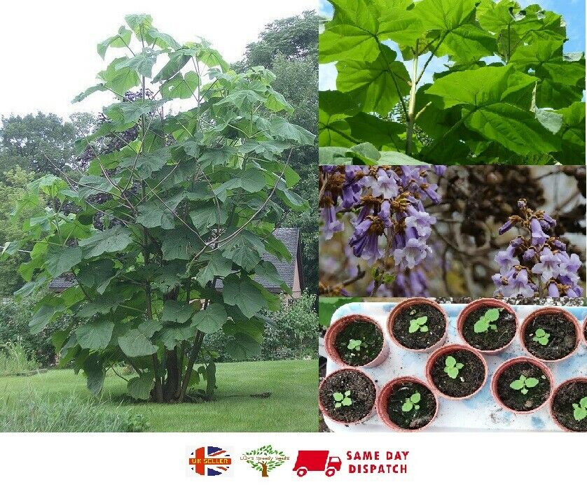 Princess Empress Foxglove Tree | 50+ seeds | Very fast growing