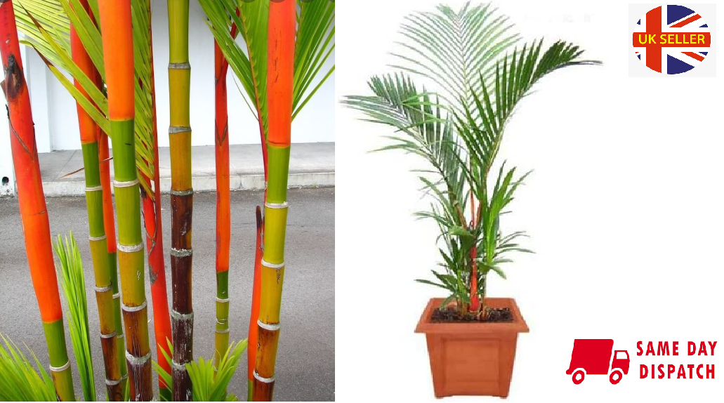 Lipstick Palm (Cyrtostachys Renda) | 10+ seeds | Same Day Dispatch