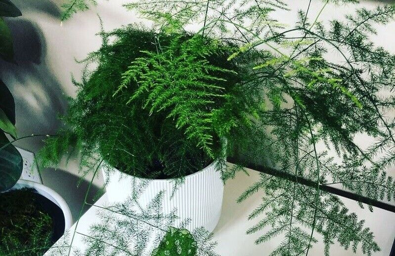 lace fern indoor plant Asparagus Fern | 15+ seeds | Lace Fern