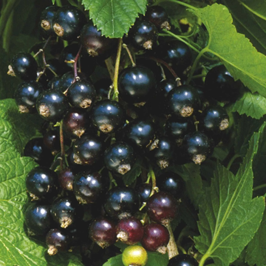 Blackcurrant Plant "Ben Hope" in 9cm pot | Organically Grown | Heavy Cropper