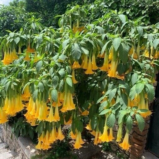 Yellow Angels Trumpet Brugmansia Suaveolens Datura | 10+ seeds