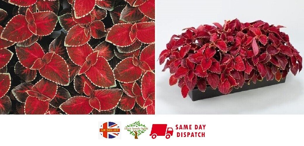 Coleus Wizard Velvet Red | 15+ fresh seeds | Very Easy