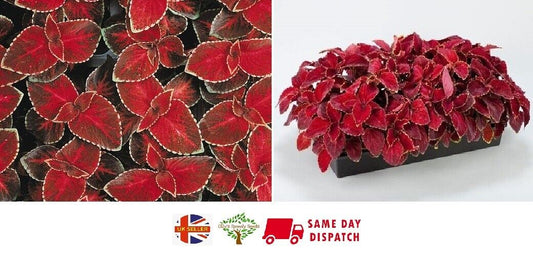 Coleus Wizard Velvet Red | 15+ fresh seeds | Very Easy