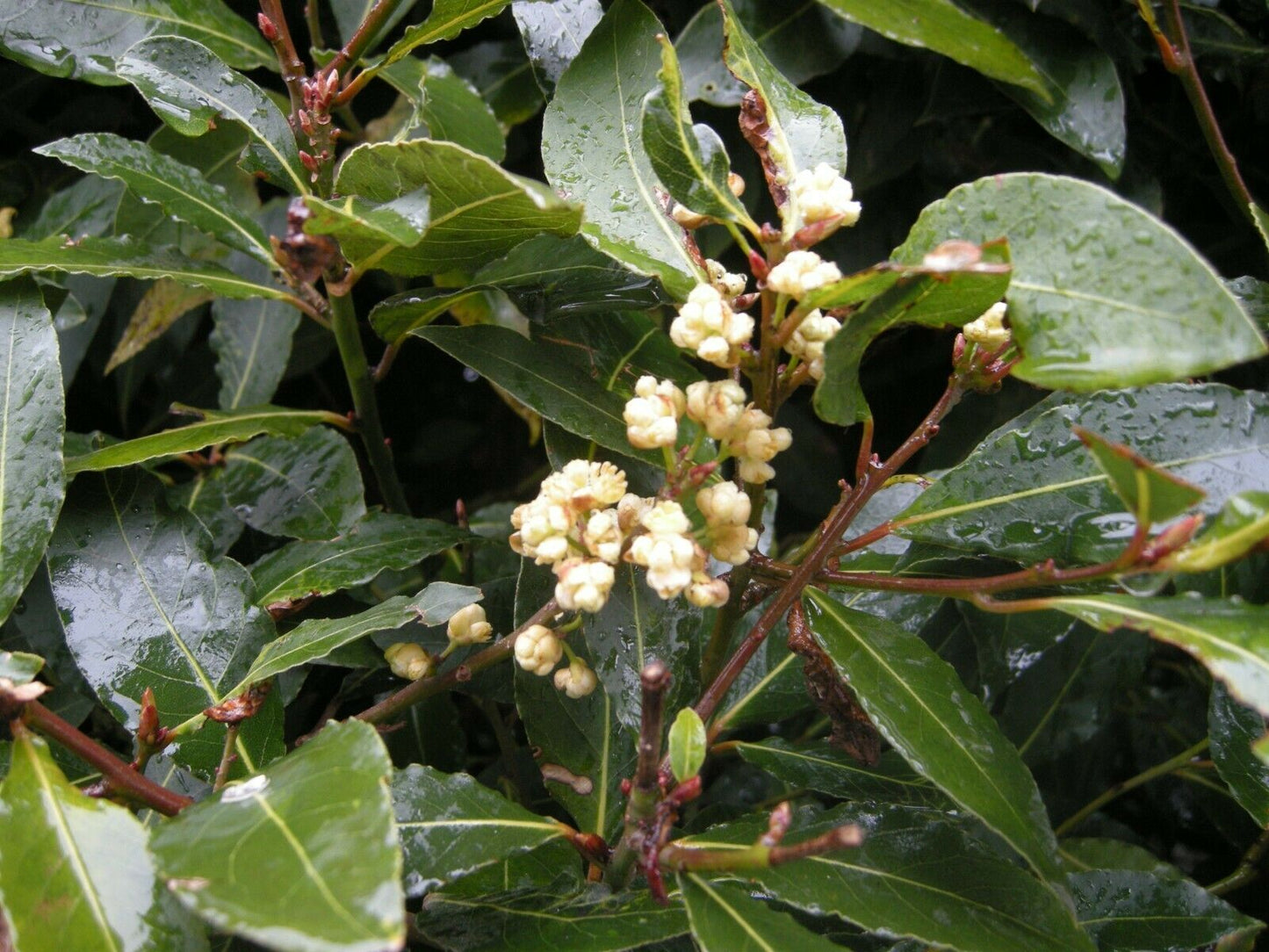 Bay Tree | 10 fresh seeds | Laurus Nobilis | Herb | Easy | Same Day Dispatch