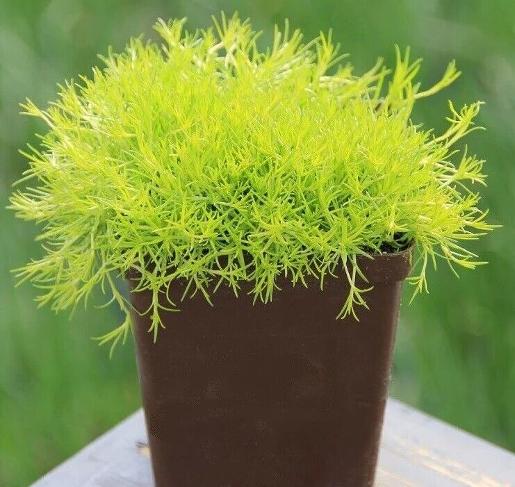 Irish Peat Moss | Sagina Subulata | 200+ Seeds | Pearlwort