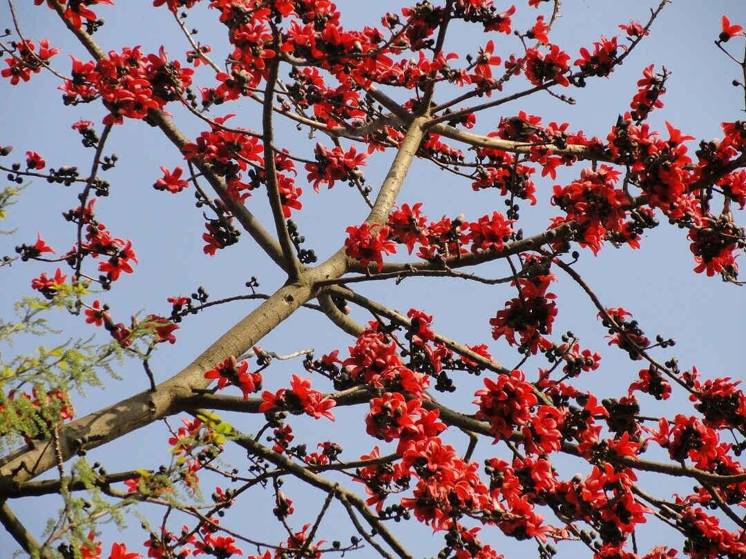 Red Cotton Tree (Bombax Ceiba) | 10 Seeds | 木棉 | Same Day Dispatch