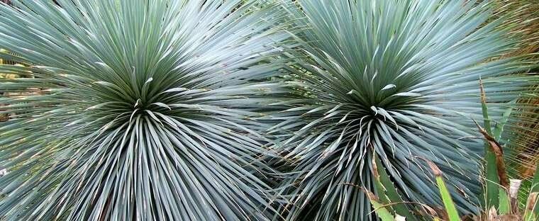 Blue Yucca | Yucca Rigida | 20+ seeds | Stunning & Hardy