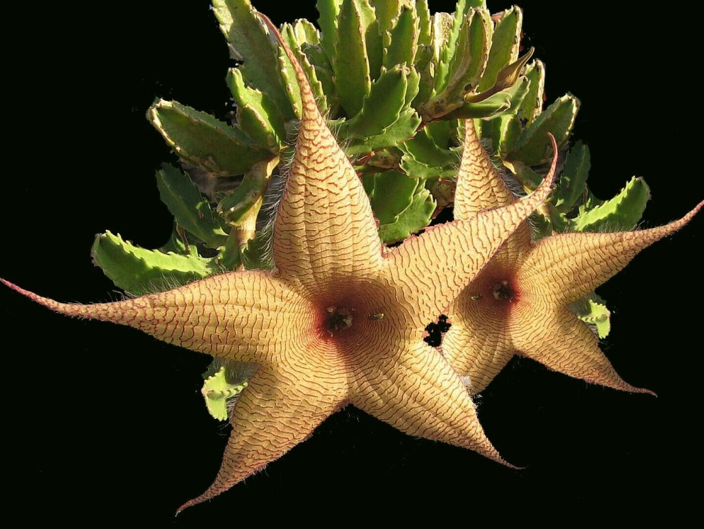 Giant Carrion Flower [Stapelia Gigantea] 10 seeds. Same Day Dispatch