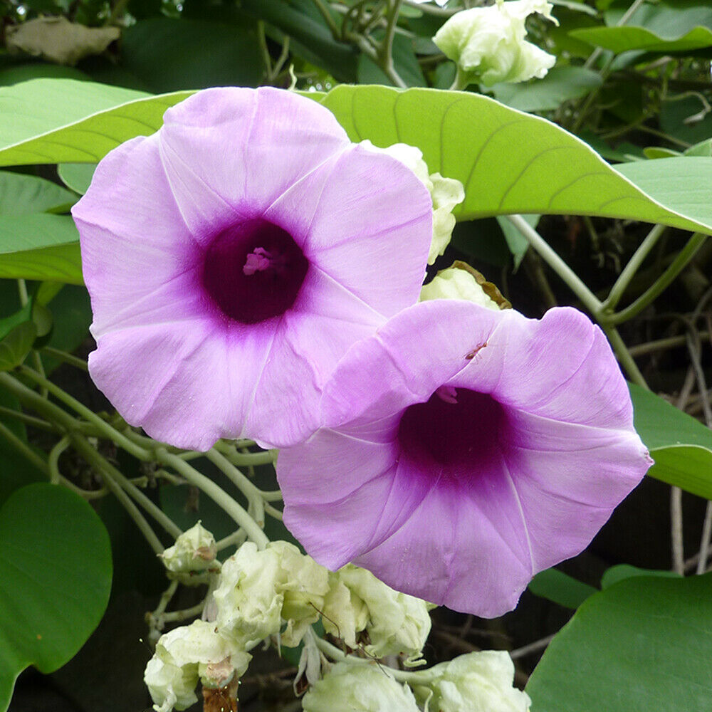 Hawaiian Baby Woodrose (Argyreia Nervosa) 30+ seeds | Untreated