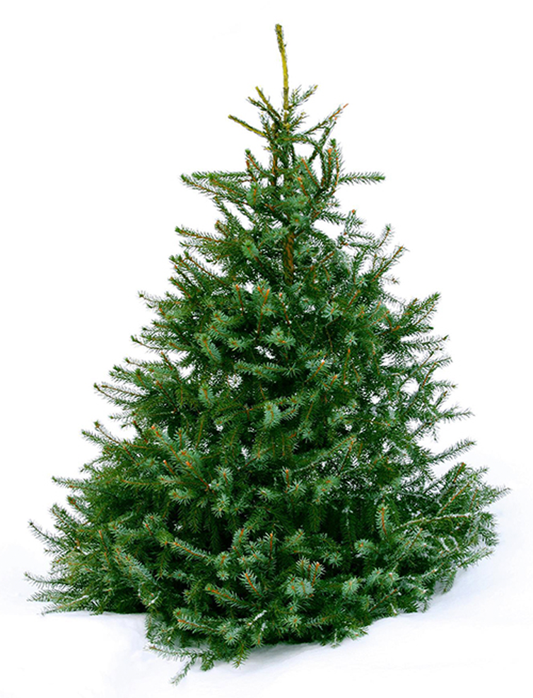 Grow your own Christmas Tree kit Xmas idea +FREE GIFT speedyseeds