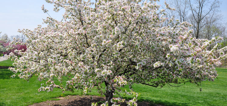 Crab Apple (Malus Sylvestris) | 25+ seeds | Jams and Jelly