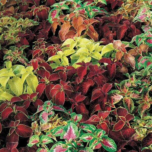 Coleus Rainbow Wizard Mix | 100+ seeds | Houseplant | Easy