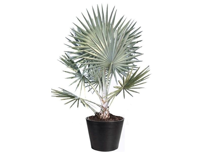 Bismarck Palm (Bismarckia Nobilis) | Silver | 3 large  seeds | Same Day Dispatch