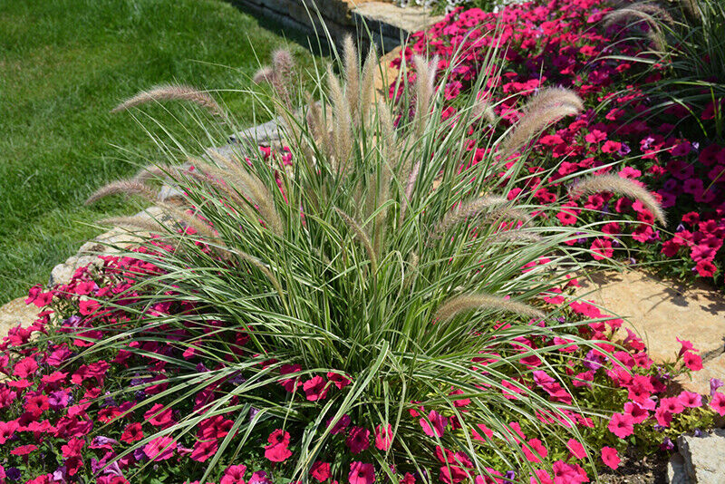 Fountain Grass | Pennicetum Setaceum | Ornamental Grass | 20+ Seeds