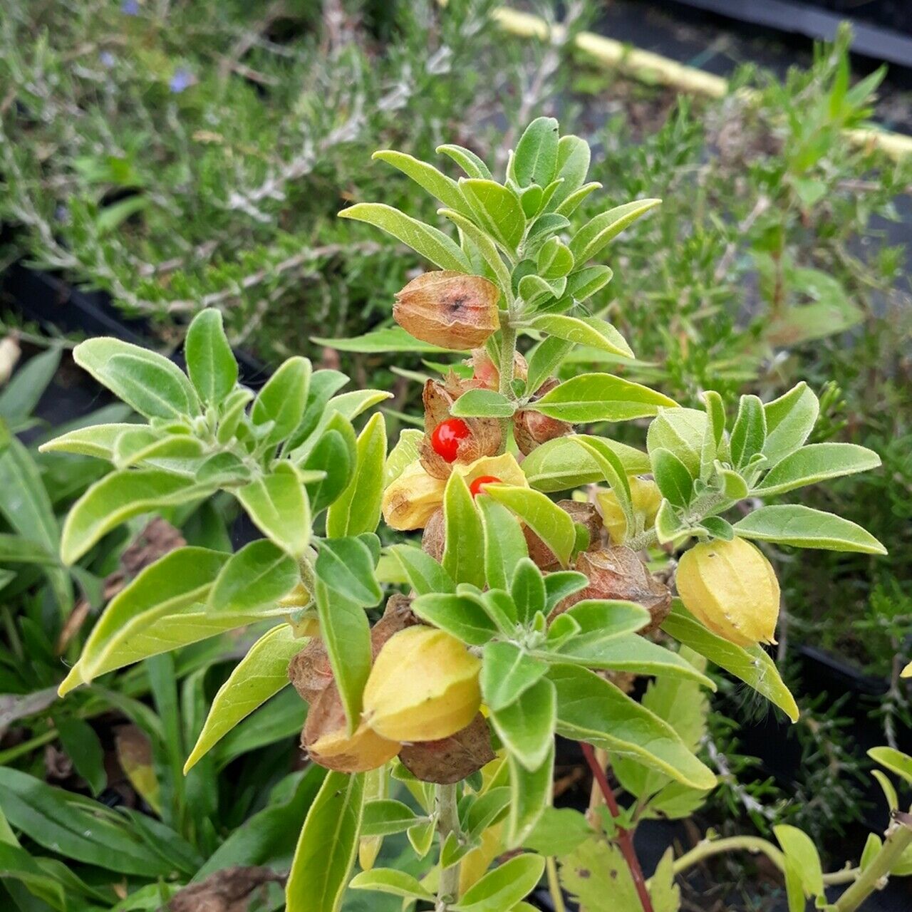 Indian Ginseng | 100+ Seeds | Ashwagandha. अश्वगंधा.   অশ্বগন্ধা