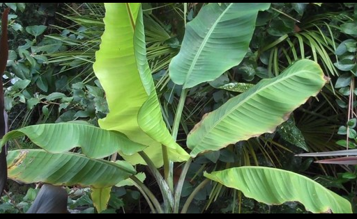 Yunnan Banana [Musa Yunnanensis] 10+ banana tree seeds