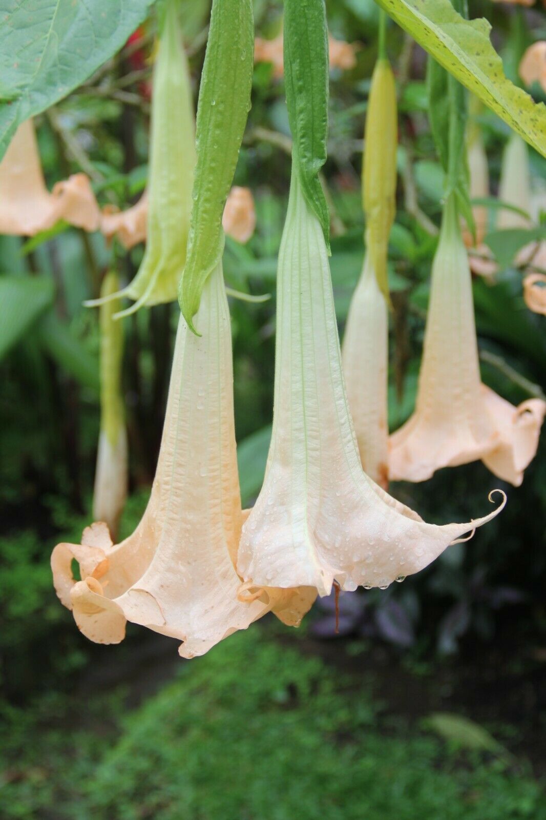 White Angel's Trumpet [Brugmansia Arborea | 10+ seeds