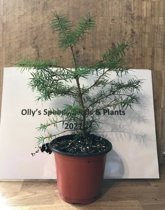 Douglas Fir Tree in 9cm pot (Pseudotsuga Menziesii) | Fully Hardy | Bonsai