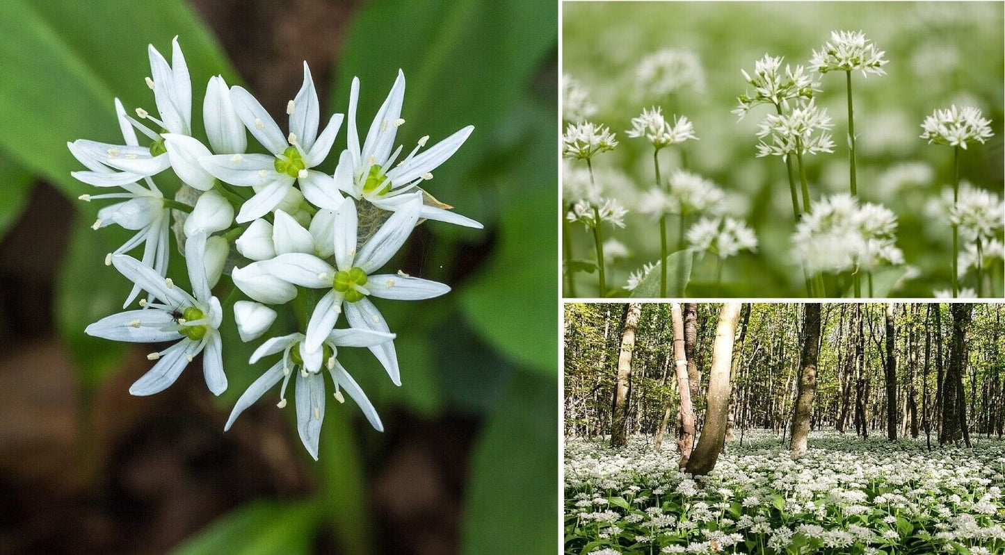 Wild Garlic (Allium Ursinum) | 200 seeds | Ramsoms | Shade | Same Day Dispatch