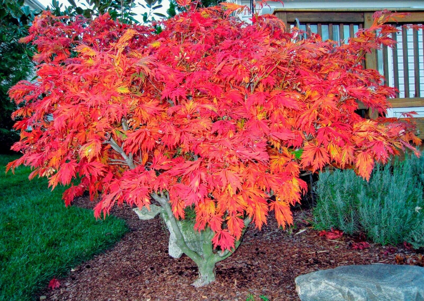 Fern Leaf Maple (Acer Japonicum Aconitifolium | 20 seeds | Same Day Dispatch