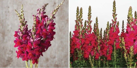 Antirrhinum Potomac Red F1 | 20+ fresh seeds | Snapdragon